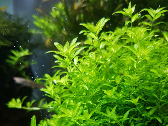 Hemianthus Micranthemoides 1