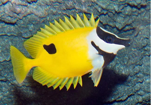 Pez Marino - Siganus Unimaculatus 0