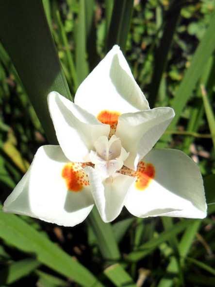 20 Sementes De Iris Africana - Dietes Bicolor - Moreia Flor 0