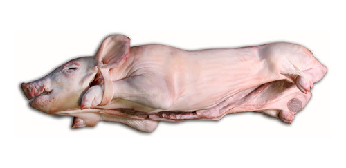 Lechon Chico  Stock Permanente 0