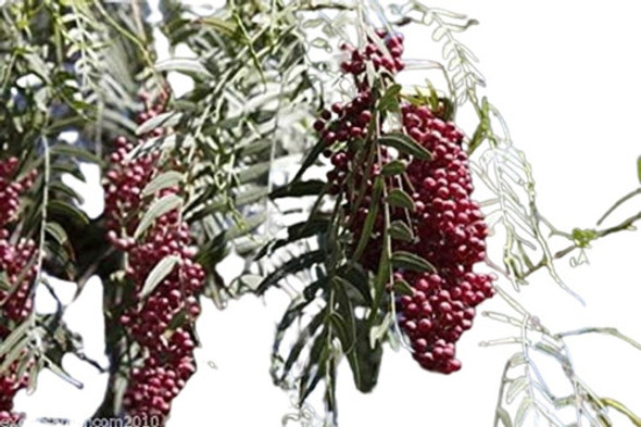 Aguaribay Arbol- Envios 0 Aguaribay Arbol- Envios 0