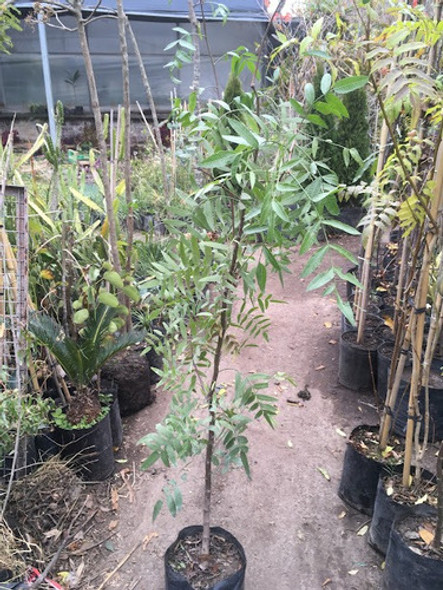 Aguaribay Arbol- Envios 1 Aguaribay Arbol- Envios 1