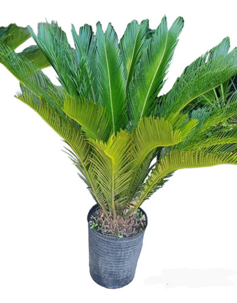 Palmera Cyca Revoluta 15 Lts- Naturaleza Activa 0 Palmera Cyca Revoluta 15 Lts- Naturaleza Activa 0