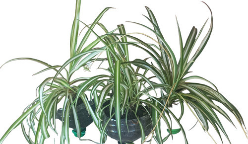 Planta Lazo De Amor Orgánica. 0