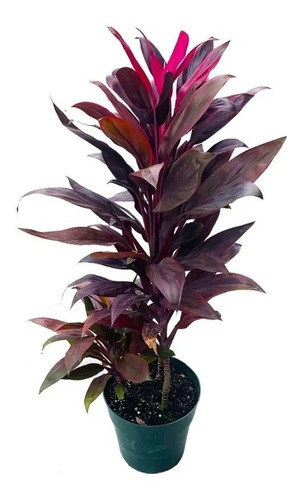 Dracena Rubra Interior Hermosa - Ent.gratis Caba Y Gba 0