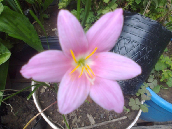 Zephirantes (sefirantes) Plant A De Bulbo Flor Rosa 0
