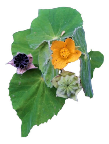 Abutilon Molle Arbusto Indígena  Vivero Cielo Verde Orgánico 0