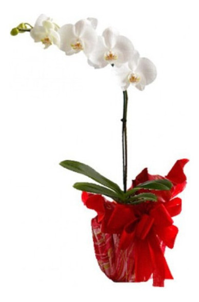 Orquideas Phanaelopsis !!! 0