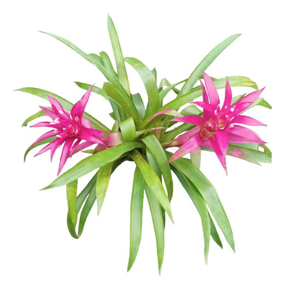 Bromelia Rosada Envío Gratis 0