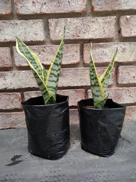 Espada De San Jorge,  Sasevieria 1