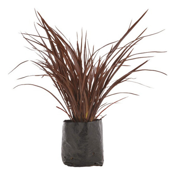 Formio Atropurpurea (formio Rojo) 0 Formio Atropurpurea (formio Rojo) 0