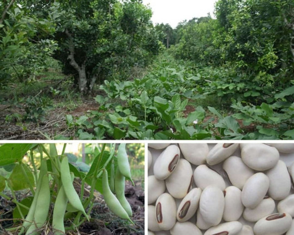 Poroto Sable Para Cubierta Verde X 1kg 1