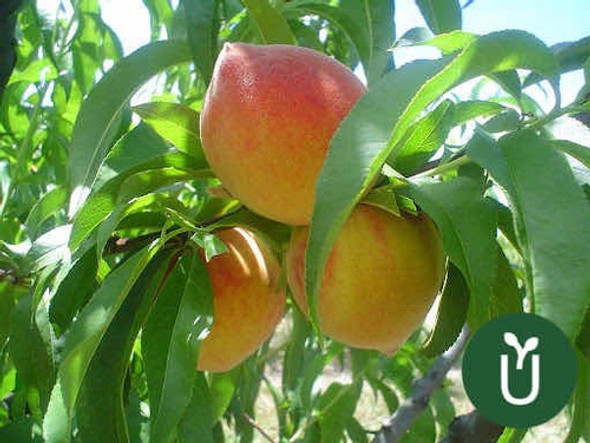 Árbol Frutal Duraznero - Dixieland - Envío Gratis - 1