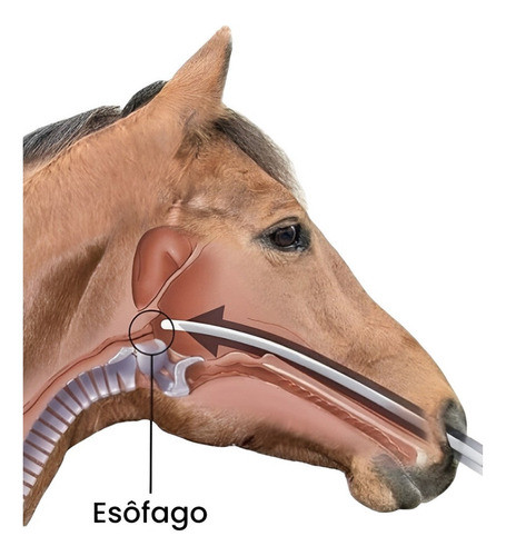 Sonda Nasogástrica De 5mm Equinos 1