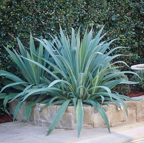 Beschorneria Envase 10 Litros 1