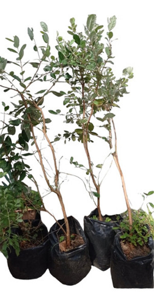 Guayabos Del País Árbol 0