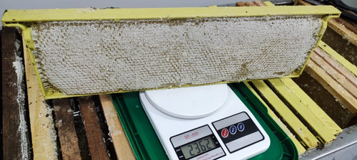 Caixilho Melgueira De Plástico Abelha Apis 60 Pçs Apicultura 1