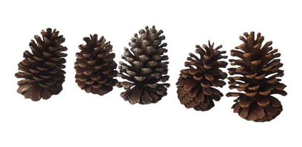 Kit 5 Pinhas Naturais Seca Decoração Enfeite 1
