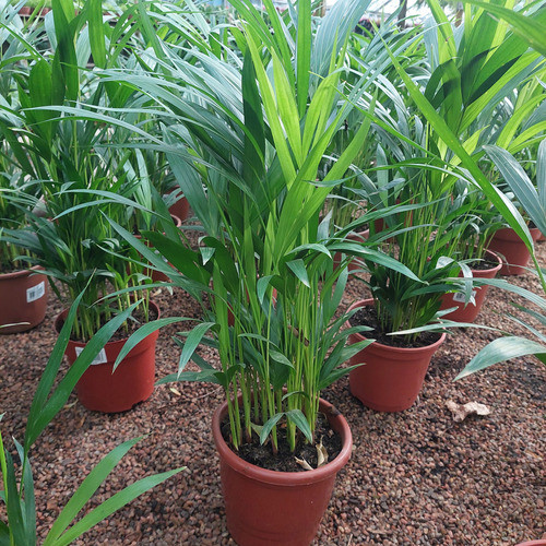 Palmera Areca Bambú P17 1