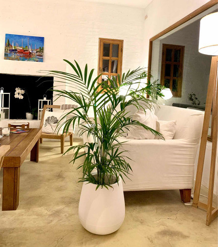 Gota Malbec Rotomoldeo Palmera Deco Tropical Oficina Living 0