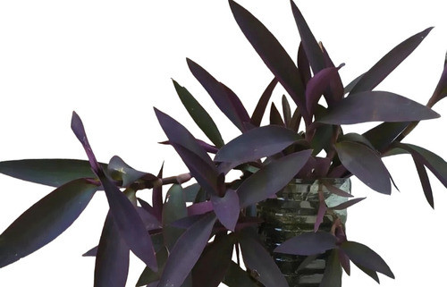 Planta Tradescantia Purpurea, Grande, Organica. 0
