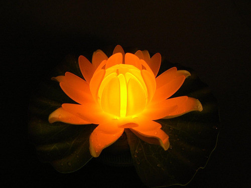 301-abw Glow Lily Light, 5-1 / 2 Ancho X 1-3 / 4 Altura 1