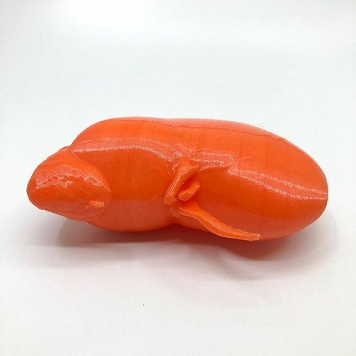 Riñón - Impresión 3d- Anatomía- Stock Disponible 1