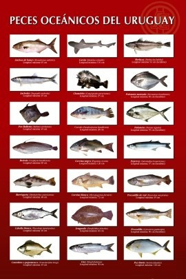 Peces Oceánicos Del Uruguay - Pesca - Lámina 45x30 Cm. 0