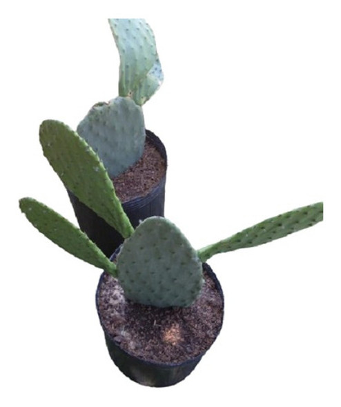 Cactus Nopal / Higo De Tuna - Fruto Rojo 0