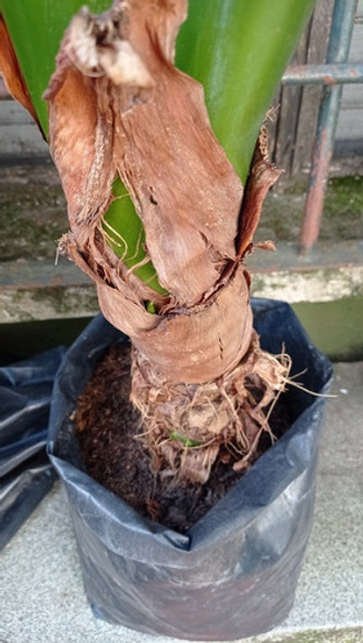 Planta Oreja De Elefante Grande 1