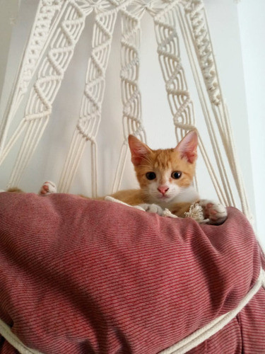 Hamaca Para Gatos Macrame 1