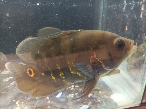 Peces Ciclidos Oscar Tigres 0