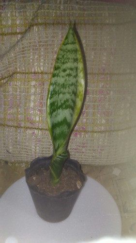 Espadas San Jorge Feng Shui 0