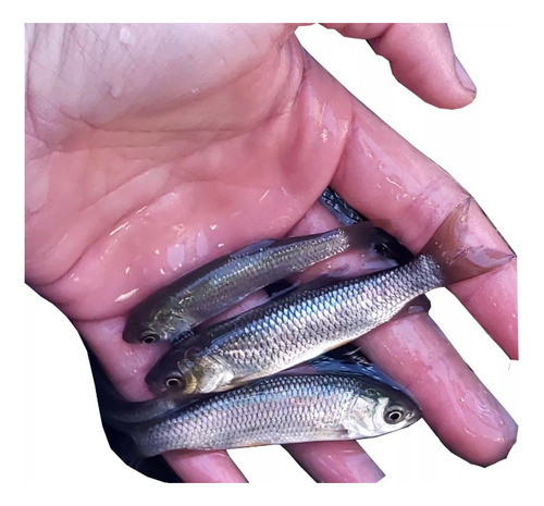 Carpas Herbívoras (amur) Limpieza Tajamares X100 0