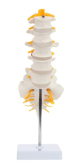 Modelo De Coluna Lombar 0