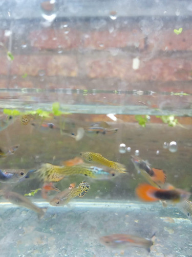 Peces Lebistes Juveniles Por Pareja A Elejir-no Envio 0