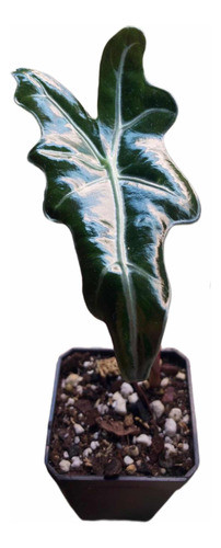 Planta Alocasia Sanderiana Nobilis 0