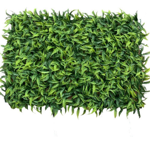 Placa De Samambaia 60x40 Bem Cheia De Folhas 0