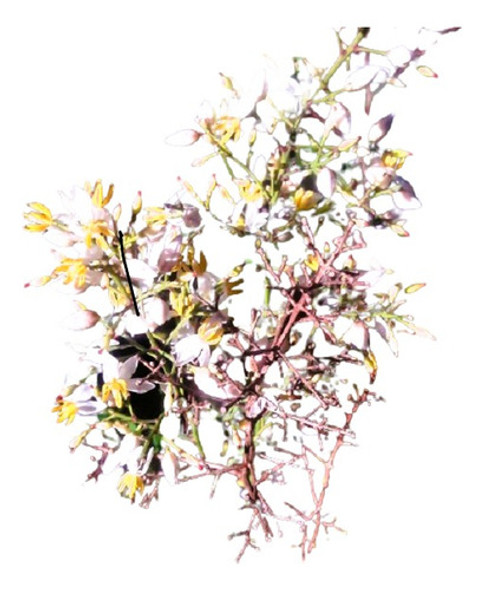 Vivero Cielo Verde Orgánico Nandina Bambú Sagrado 0 Vivero Cielo Verde Orgánico Nandina Bambú Sagrado 0