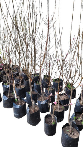 Cerezo De Fruto (prunus Graffion) En 10 Litros. Certificados 0