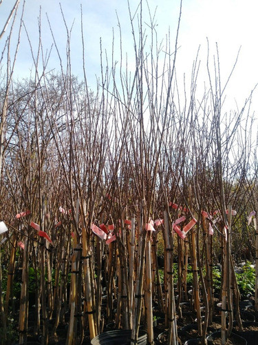 Cerezo De Fruto (prunus Graffion) En 10 Litros. Certificados 1