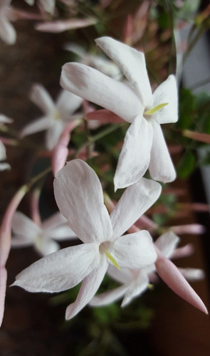 Jazmines Blancos, Los Mas Perfumados Y Bellos. Z/ Floresta 1