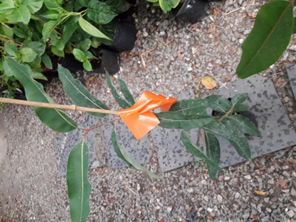 Eucaliptus De Flor Roja O De Jardin- 1,50. De Alt. 0 Eucaliptus De Flor Roja O De Jardin- 1,50. De Alt. 0