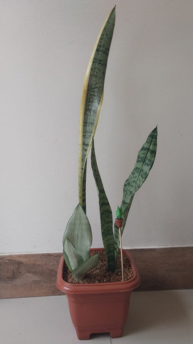 Espada De San Jorge Ó Sanseveria + Tutor 1