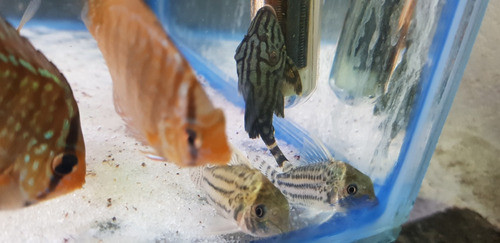 Pez Corydora Agassizii Xl Importada 1