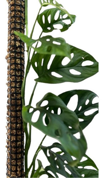 Tutor Musgo Sphagnum De 50cm Para Plantas 0