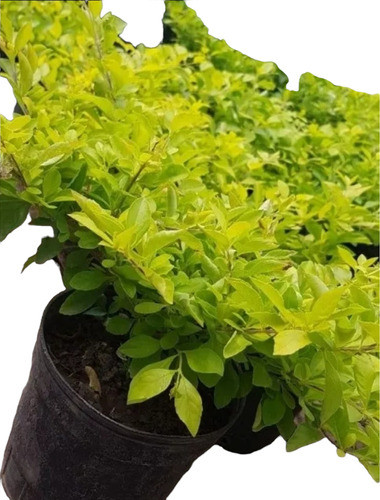 Duranta, Trabajamos Sobre Pedido Disponibilidad 48 Hs 0