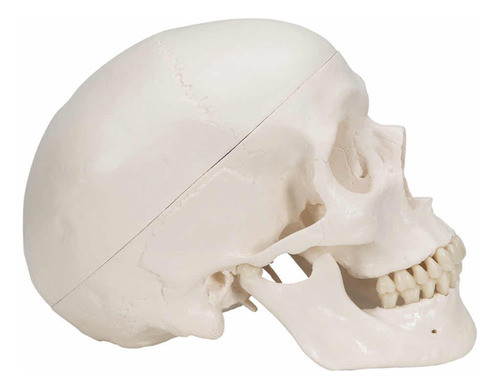 Cráneo Anatomía Medicina 3 Piezas 1