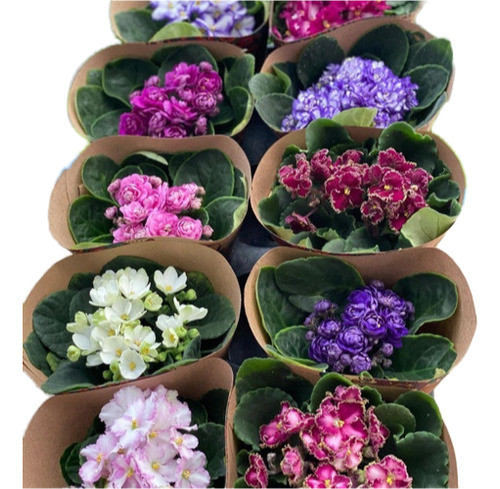 Violetas Africanas X 12 Unidades 0