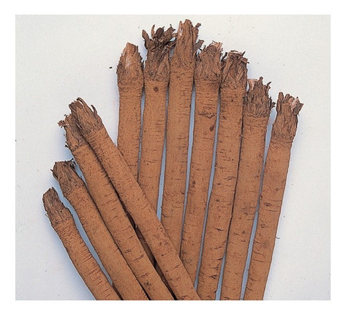 Sementes De Bardano Takinogawa (gobo) Com 100 Gramas 1